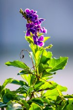 purple-1.jpg