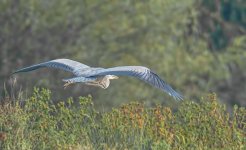 Heron-6.jpg