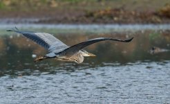 Heron.jpg