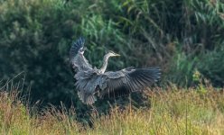 Heron-2.jpg