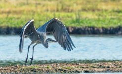 Heron-4.jpg