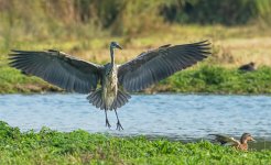 Heron-3.jpg