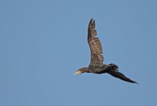 DSC_8293.jpg
