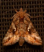 Moth.jpg