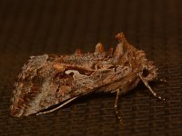 Moth2.jpg