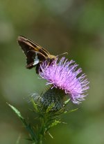 DSC_8146.jpg
