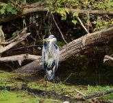 DSC_1893.jpg