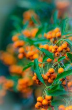 20140923-bokeh test.jpg