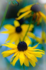 20140923-flower.jpg