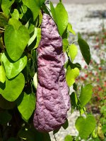 Aristolochia.jpg
