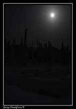 Trees8Framed.jpg