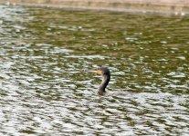 DSC_0037.jpg