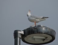 DSC_0045.jpg