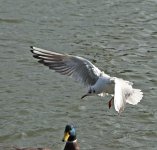 DSC_0051.jpg