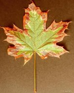 Leaf.jpg