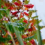 Fall Colours 4.jpg
