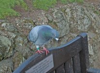 DSC_0012.jpg