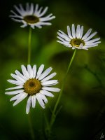 129-Edit.jpg