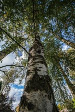 Silver Birch.jpg