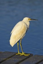 _DSC6524.jpg