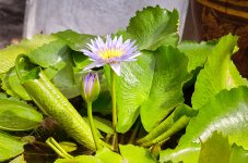 water-lotus-1.jpg
