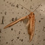 Moth2.jpg