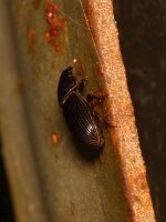 Beetle.jpg