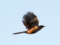 Mockingbird.jpg