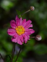 Anemone.jpg