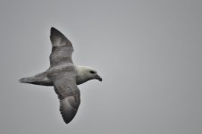 DSC_0042.jpg
