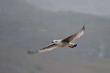 DSC_0152.jpg