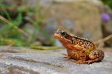 DSC_0220.jpg