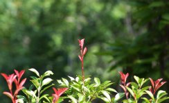 DSC_8342.jpg