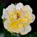 DSC_8323.jpg