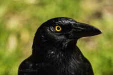 NEW_8665_webshot.jpg