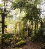 Rainforest+filters_webshot.jpg
