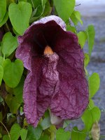 Aristolochia.jpg