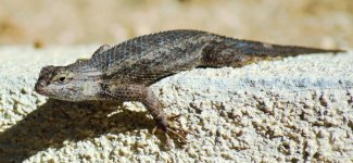 DSC_7293.jpg