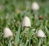 DSC_7301.jpg