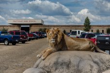 Lion_Finsihed-FrameShop.jpg