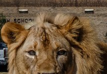 Lion_Finsihed-FrameShop_1.jpg