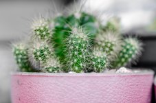 cactus1-1.jpg