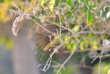 DSC_8395.jpg