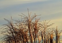 DSC_8401.jpg