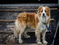 lassie LOL.jpg lassie LOL.jpg