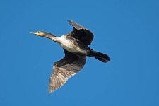 DSC_8486.jpg