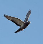 DSC_8421.jpg