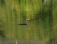 DSC_1997.jpg