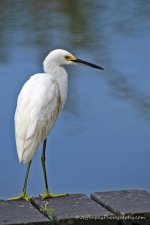 _DSC6333.jpg