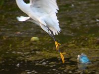 Egret.jpg